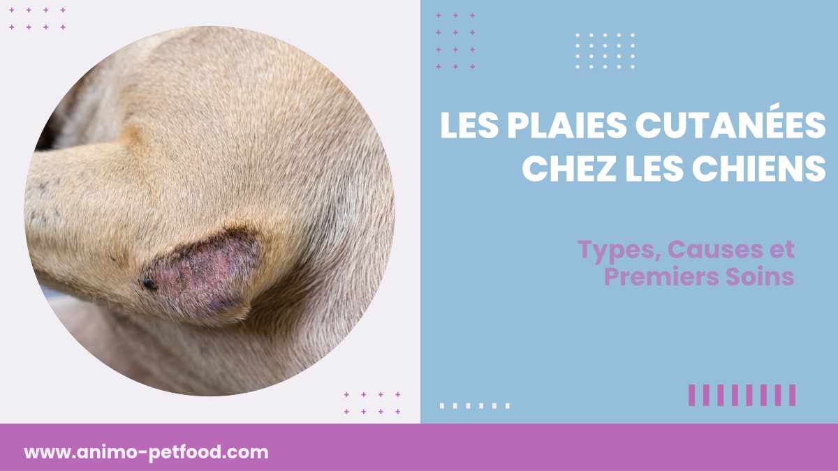 les-plaies-cutanees-chez-les-chiens